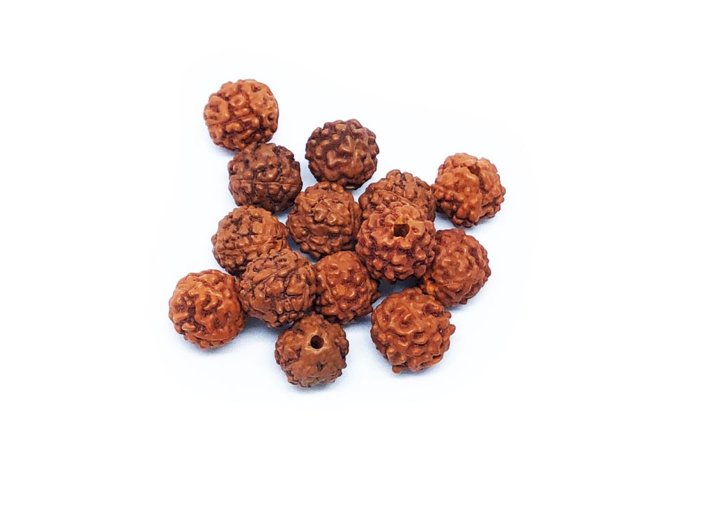 Rudraksha